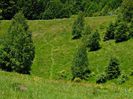 cararea animalelor (salbatice)
