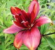 Bulbi Crin Cocktail Twins (Lilium)