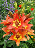 Bulbi Crin Linda (Lilium)