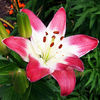 Bulbi Crin Lollypop (Lilium)