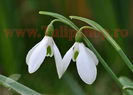 Bulbi Ghiocei Nivalis (Galanthus)