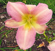 Bulbi Hemerocallis Catherine Woodbery