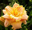 Bulbi Hemerocallis Double Dream