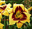 Bulbi Hemerocallis El Desperado