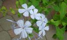 Plumbago auriculata