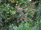 IMGP8955