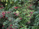 fuchsia de gradina