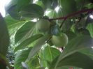 fructe kaki