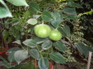 PERE