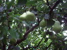 IMGP8964