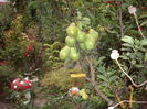 IMGP8968