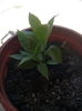 Cestrum nocturnum