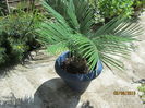 Cycas revoluta