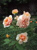 DSC03541