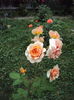 DSC03546