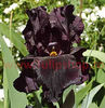 Bulbi Iris Black Night (Stanjenel)