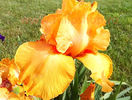 Bulbi Iris Orange Harvest (Stanjenel)