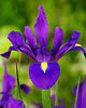 Bulbi Iris Purple Sensation (Stanjenel)