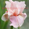Bulbi Iris Pink Horizon (Stanjenel)