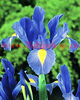 Bulbi Iris Sapphire Beauty (Stanjenel)