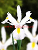 Bulbi Iris White Excelsior (Stanjenel)