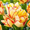 Bulbi Lalele Aquilla (Tulip)