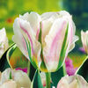Bulbi Lalele China Town (Tulip)