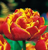 Bulbi Lalele Allegretto (Tulip)