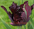 Bulbi Lalele Black Parrot (Tulip)