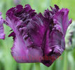 Bulbi Lalele Blue Parrot (Tulip)