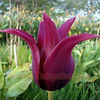 Bulbi Lalele Burgundy (Tulip)