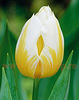 Bulbi Lalele Flaming Coquette (Tulip)