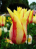 Bulbi Lalele Mona Lisa (Tulip)