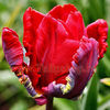 Bulbi Lalele Rococo (Tulip)