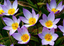 Bulbi Lalele Saxatilis (Tulip)