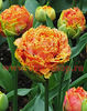Bulbi Lalele Sensual Touch (Tulip)