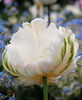 Bulbi Lalele White Parrot (Tulip)