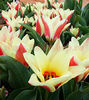 Bulbi Lalele Zombie (Tulip)