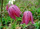 Bulbi Lalea Imperiala Meleagris (Fritillaria)