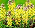 Bulbi Muscari Macrocarpum