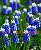 Bulbi Muscari Mount Hood