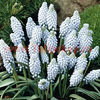 Bulbi Muscari Valerie Finish