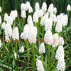 Bulbi Muscari White Magic