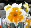 Bulbi Narcise Orangery