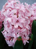 Bulbi Zambile Duble Prince of Love (Hyacinthus)