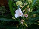 IMG_20150812_063535