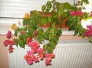 Am bagat jardiniera in casa...la pozar !