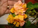 DSC03040