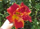 8 aug, hemerocallis Highland Lord