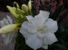 IMG_20150812_064312